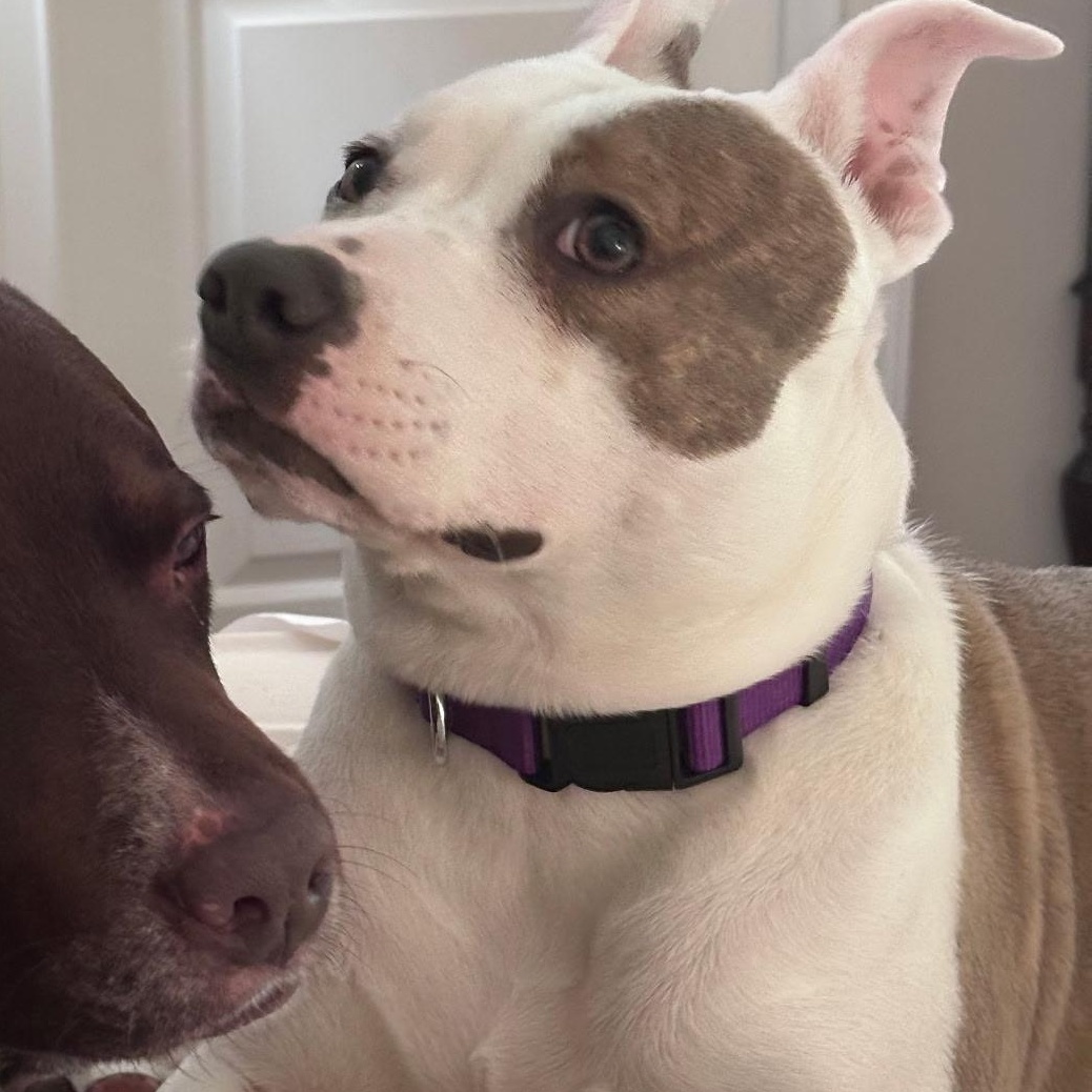 Enlarge Ellie, a Adoptable mixed breed in Spring hill, TN image 5/6