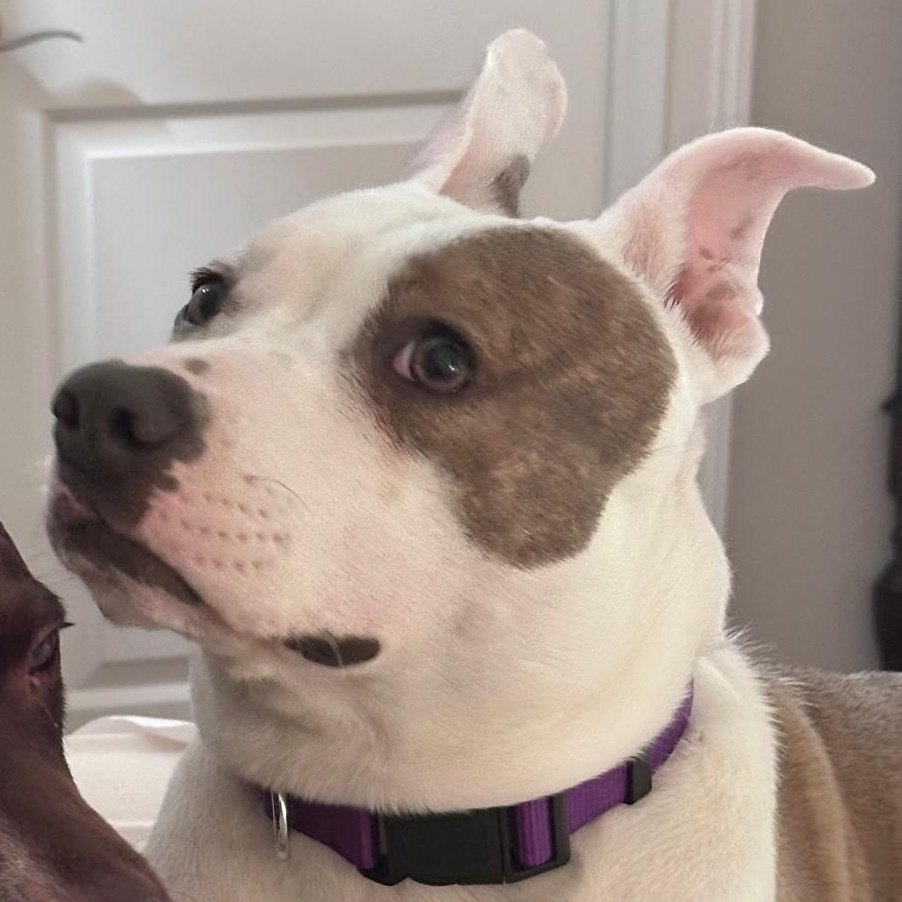 Ellie, a Adoptable mixed breed in Spring hill, TN image 1/4