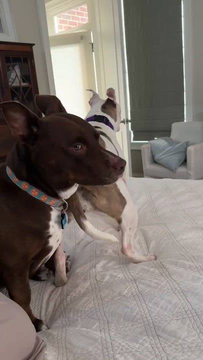 Enlarge Ellie, a Adoptable mixed breed in Spring hill, TN video 4/4