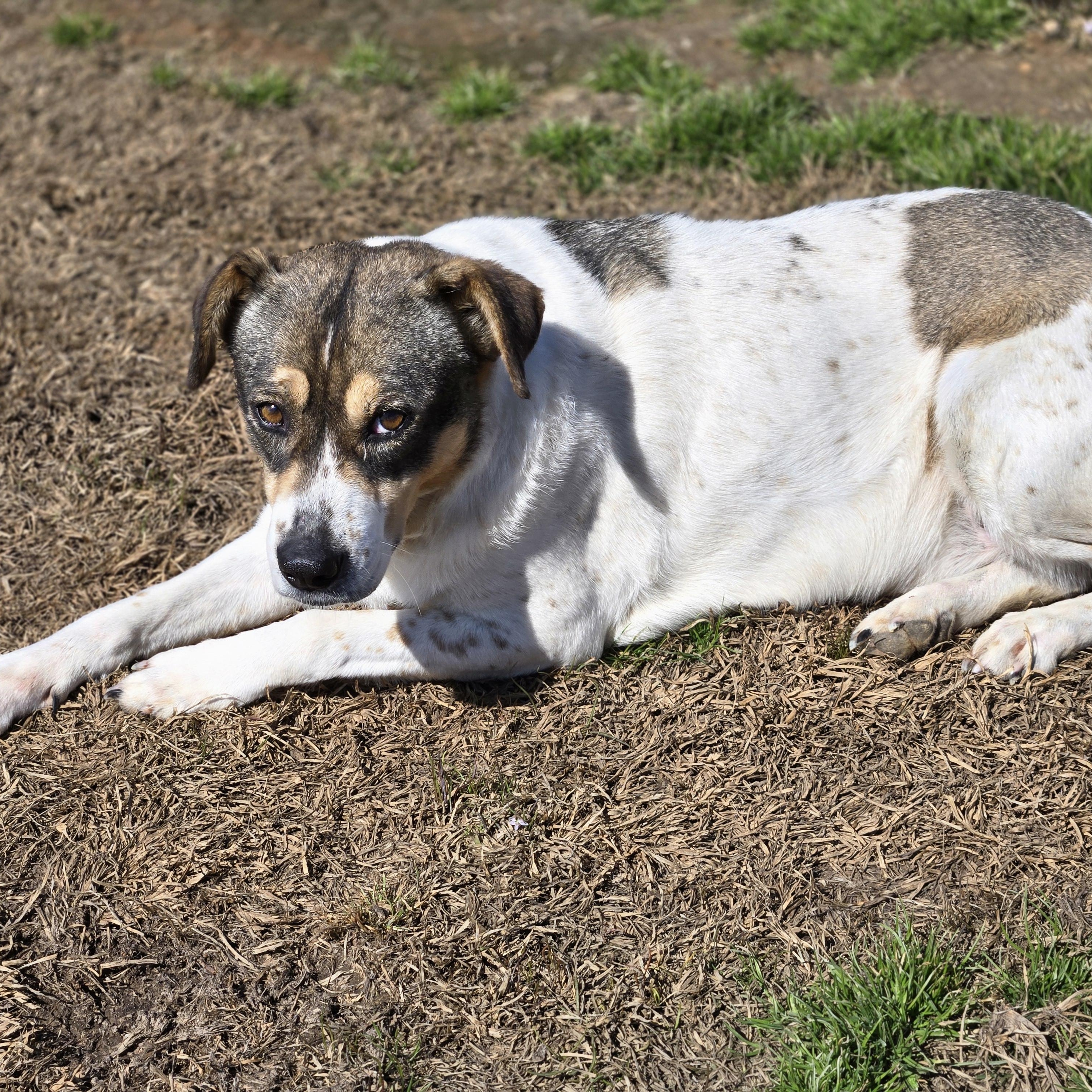 Lilly, a Adoptable mixed breed in Sheridan, AR image 4/4