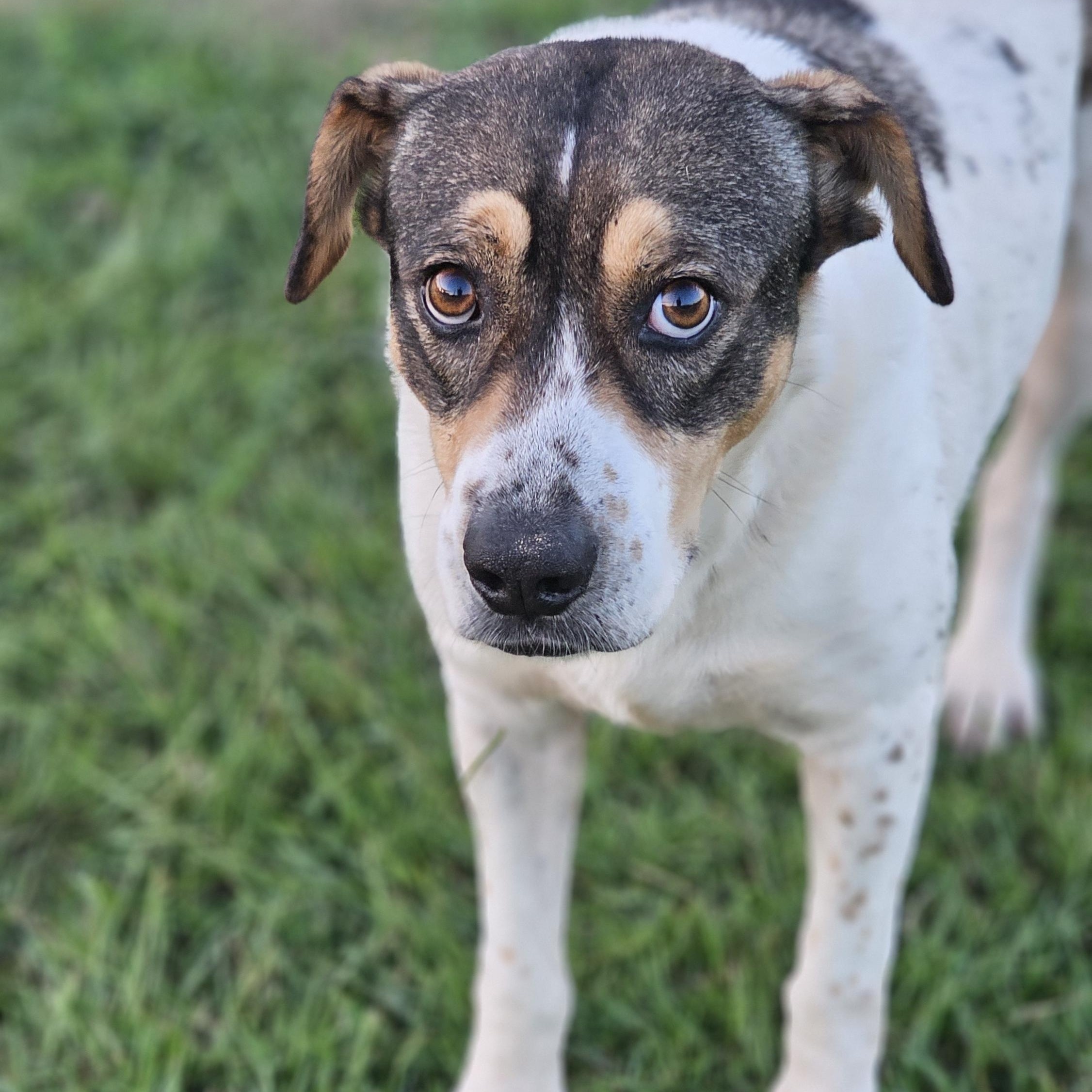 Lilly, an adoptable Feist in Sheridan, AR, 72150 | Photo Image 1
