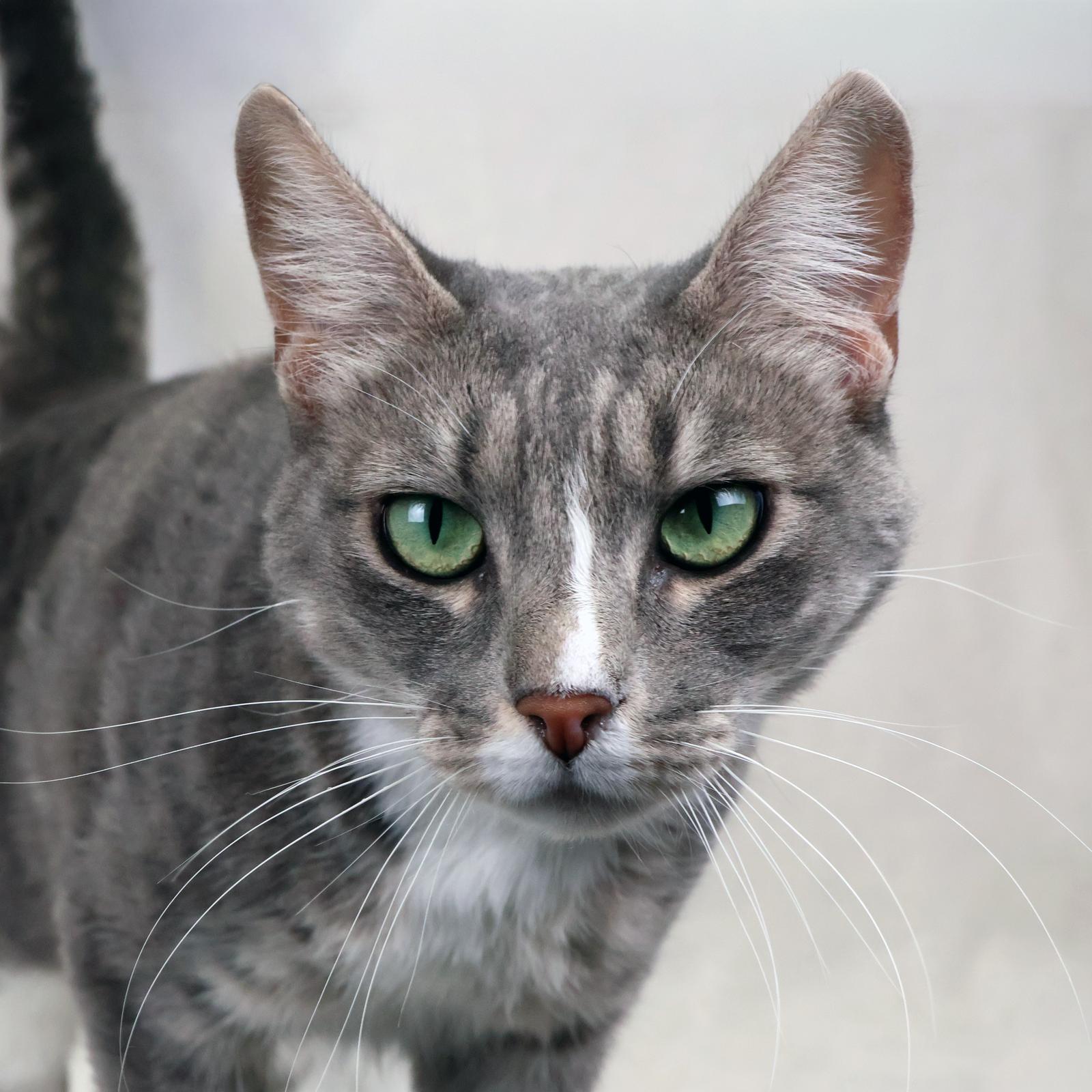 BEANS, Adoptable, Adult Female Domestic Short Hair.