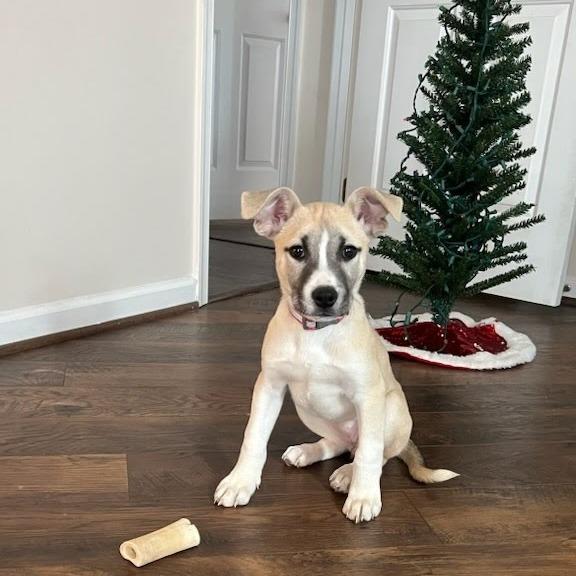 Chenna, Adoptable, Puppy Female Mixed Breed.