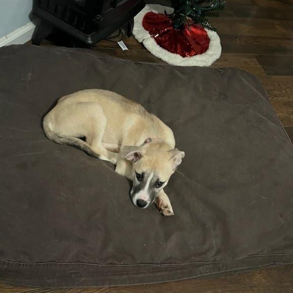 Chenna, a Adoptable Mixed Breed in Fredericksburg, VA image 2/4