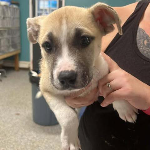 Chenna, a Adoptable Mixed Breed in Fredericksburg, VA image 4/4