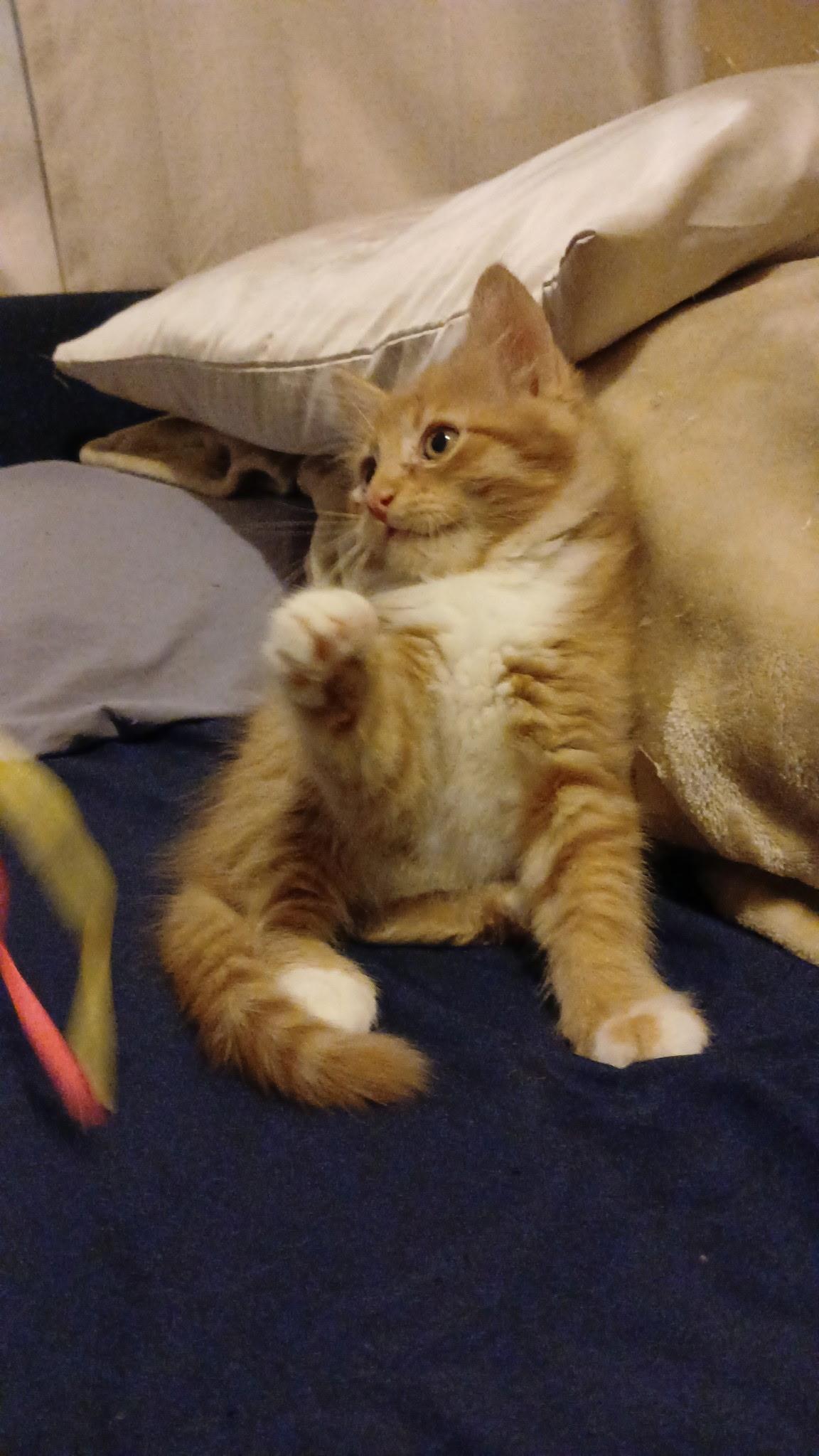 Enlarge Cheese Puff (Brother of Swiss, Colby and Cheddar), an adopted Domestic Medium Hair in Houston, TX image 2/2