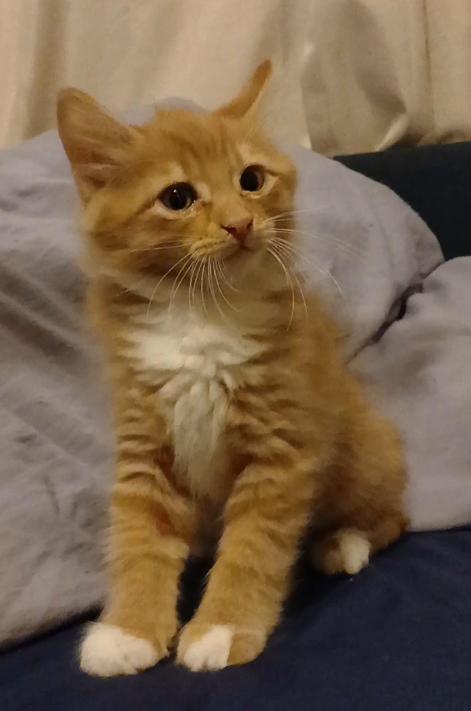 Cheese Puff (Brother of Swiss, Colby and Cheddar), adopted, Kitten Male Domestic Medium Hair.