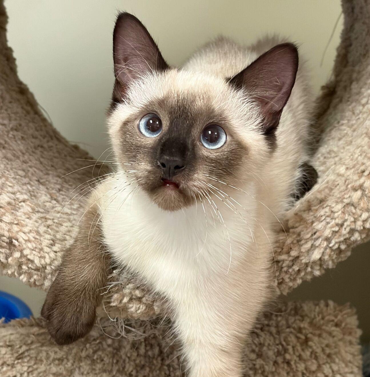 Lucille Ball, adopted, Kitten Female Siamese.