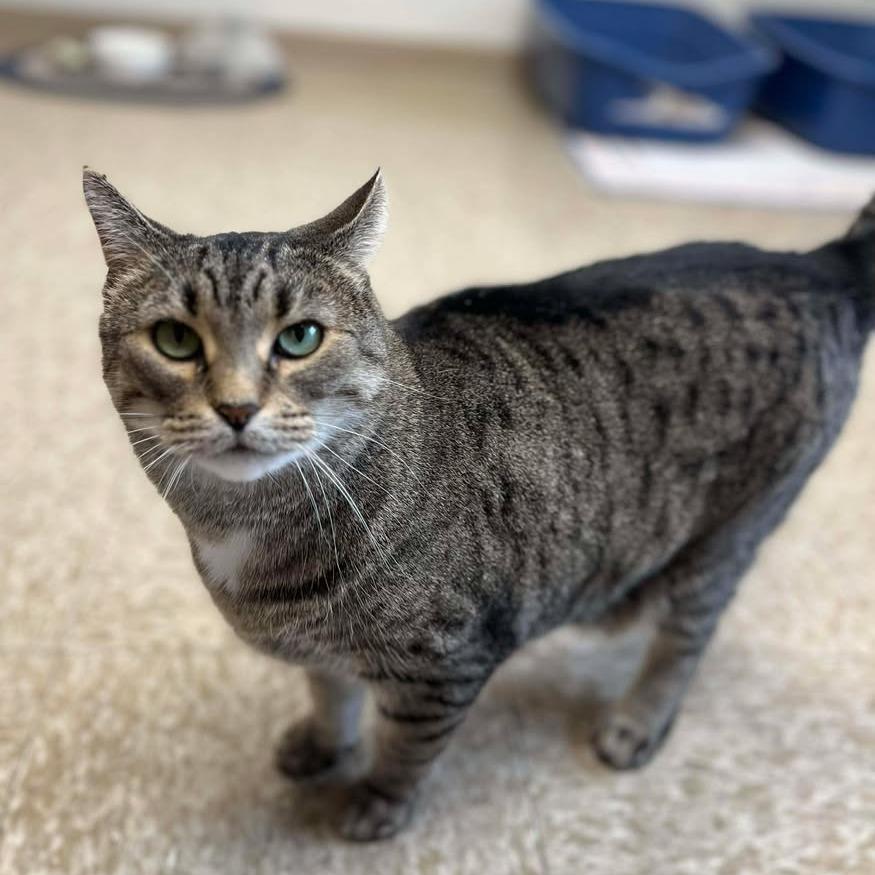 Enlarge Marley, a Adoptable Domestic Short Hair in Milan, IL image 2/2