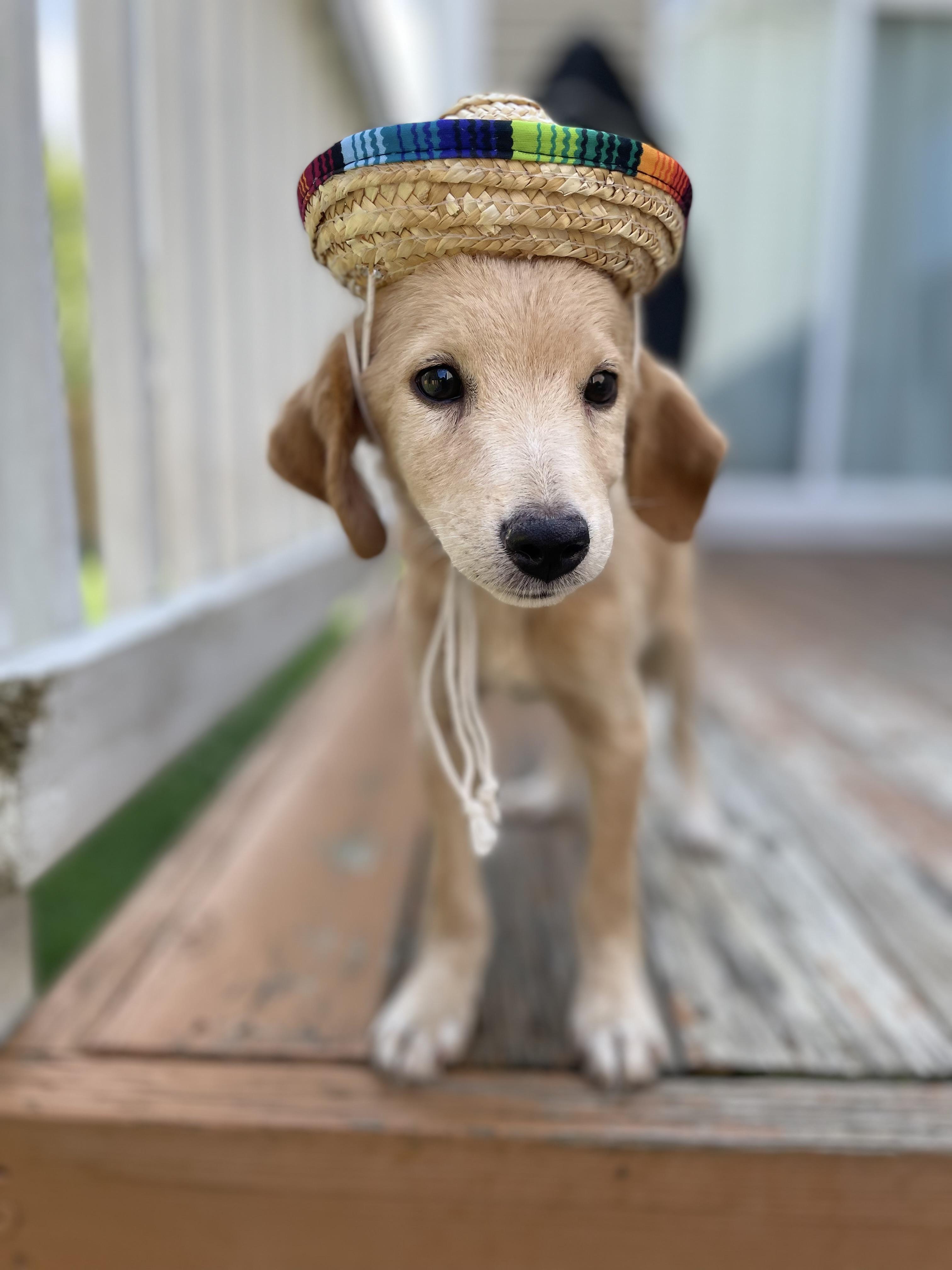 Wheeler, an adopted mixed breed in Richmond, VA image 2/6
