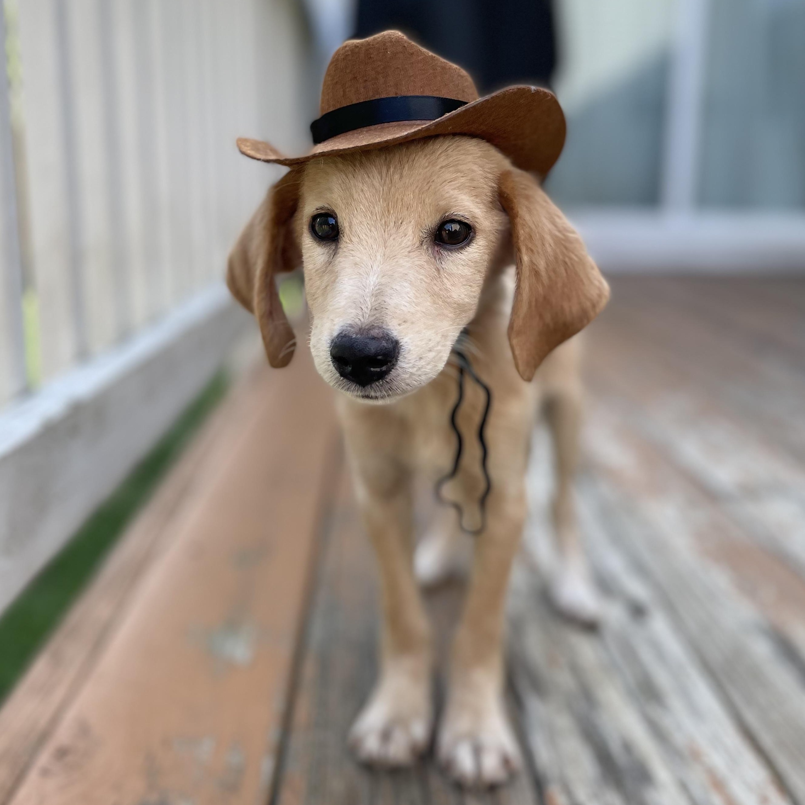 Wheeler, adopted, Puppy Male Mixed Breed.