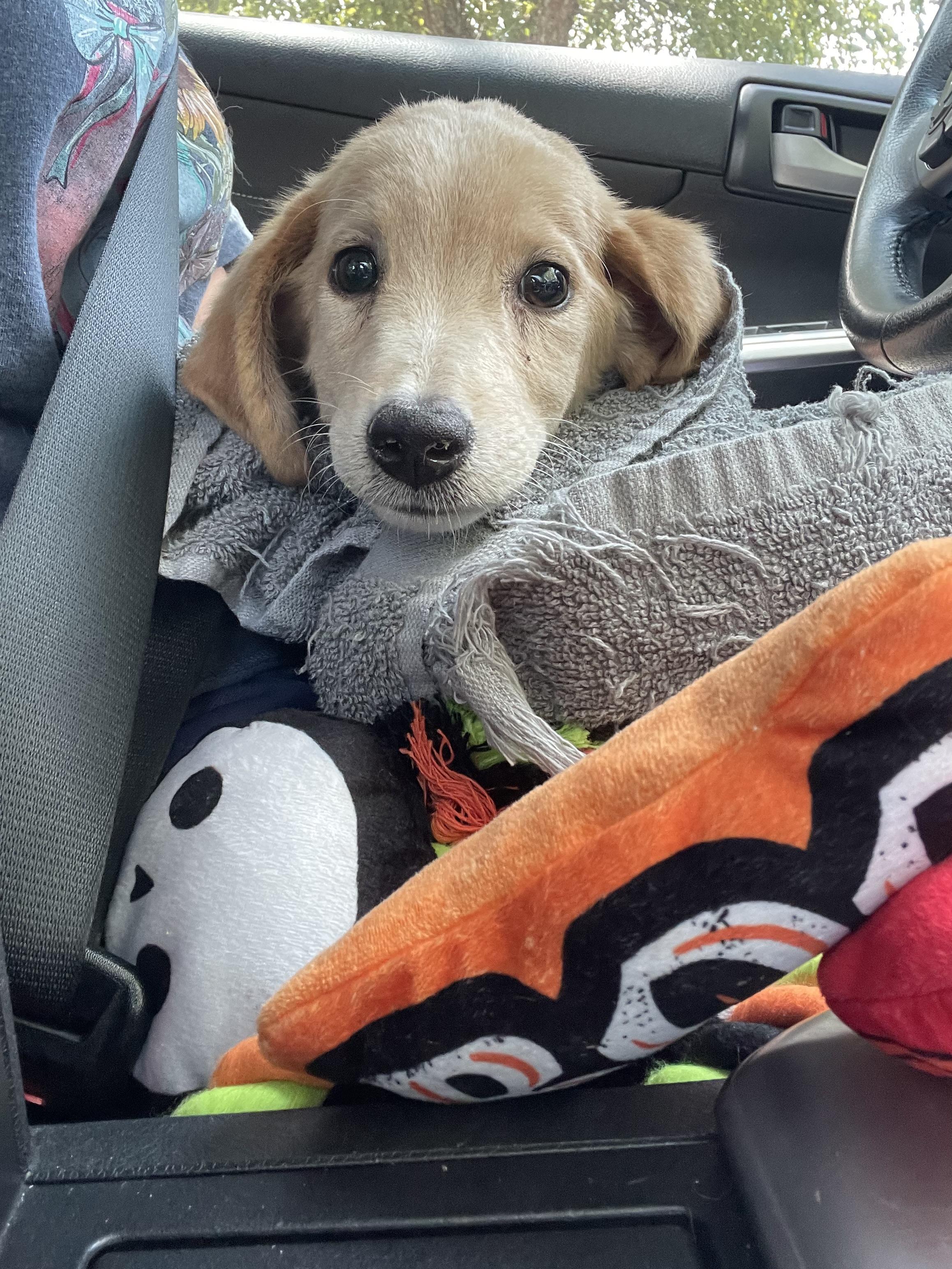 Wheeler, an adopted mixed breed in Richmond, VA image 3/6