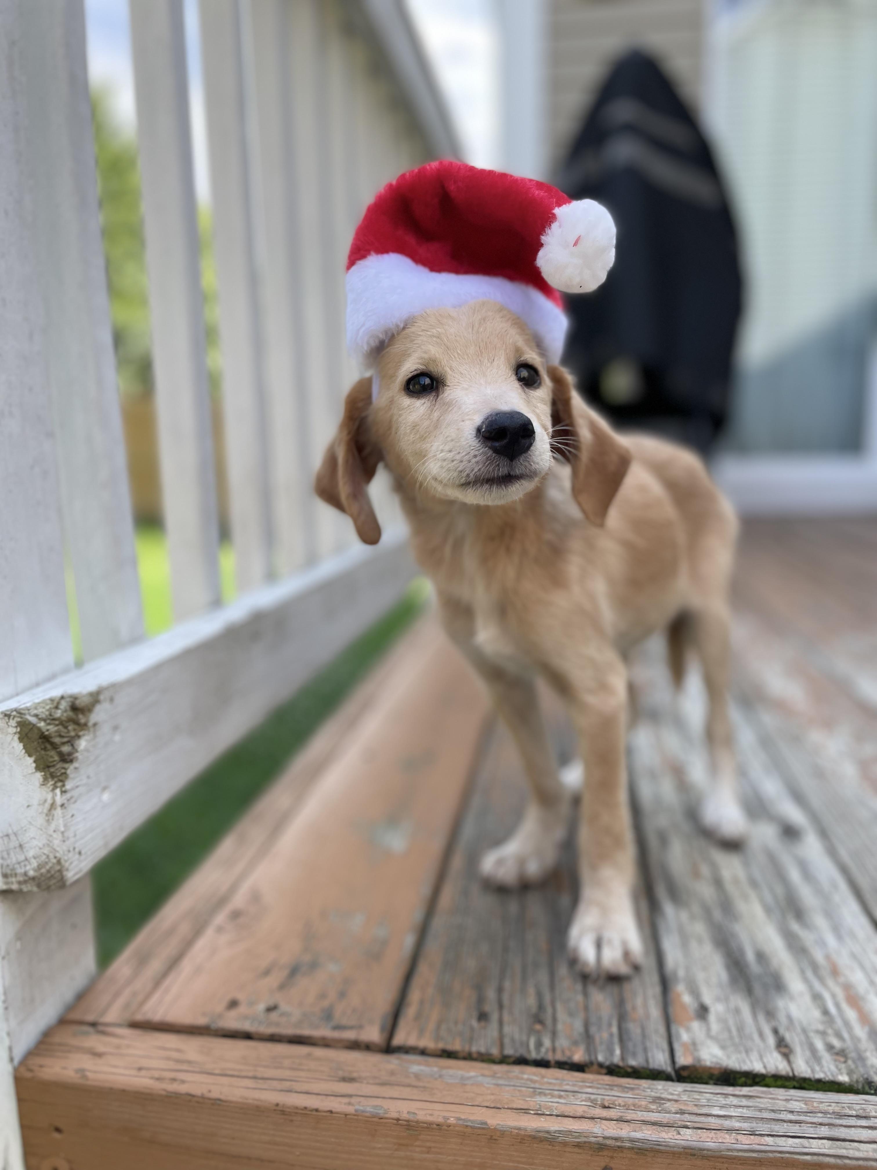 Wheeler, an adopted mixed breed in Richmond, VA image 6/6