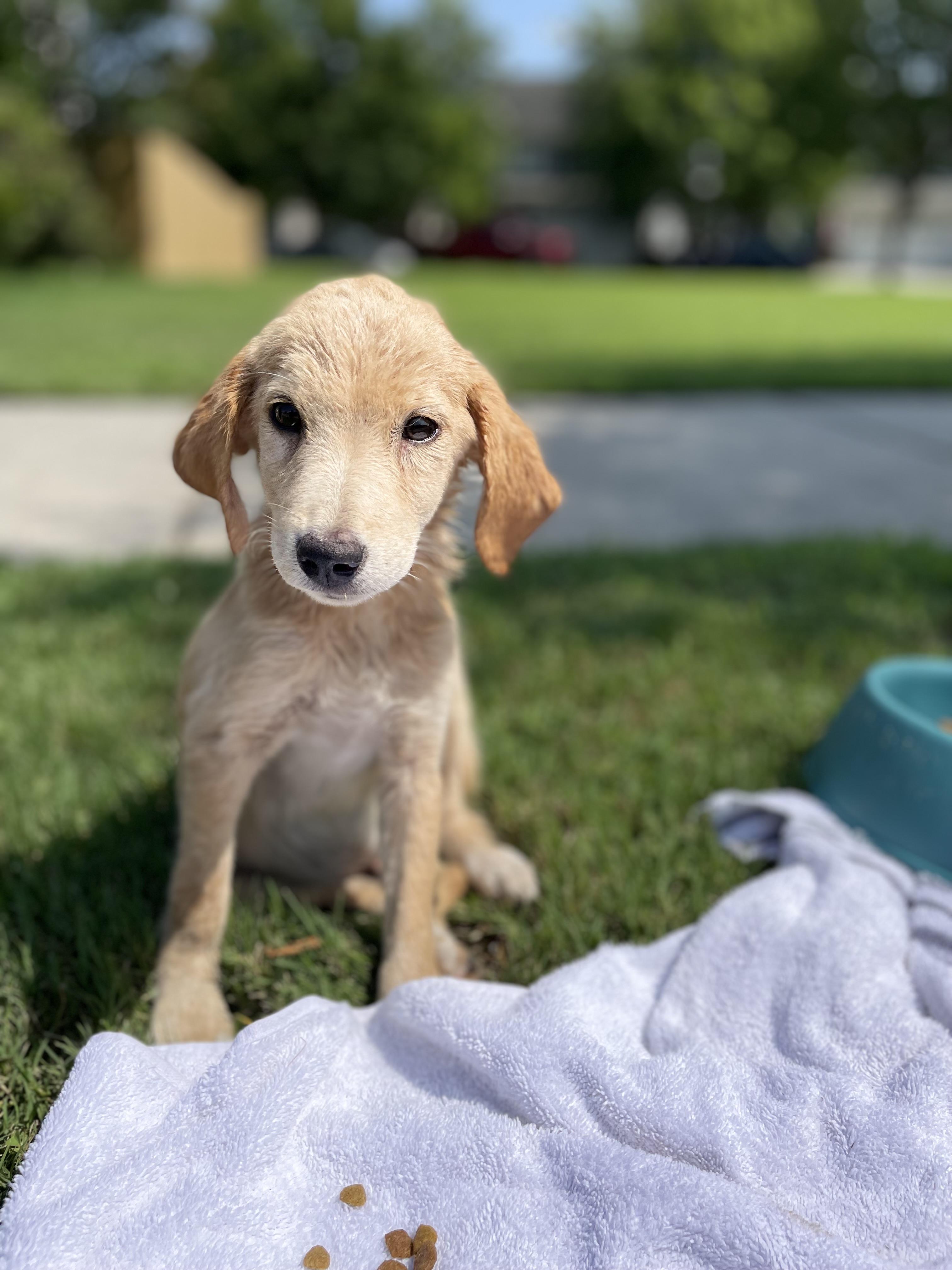 Wheeler, an adopted mixed breed in Richmond, VA image 4/6