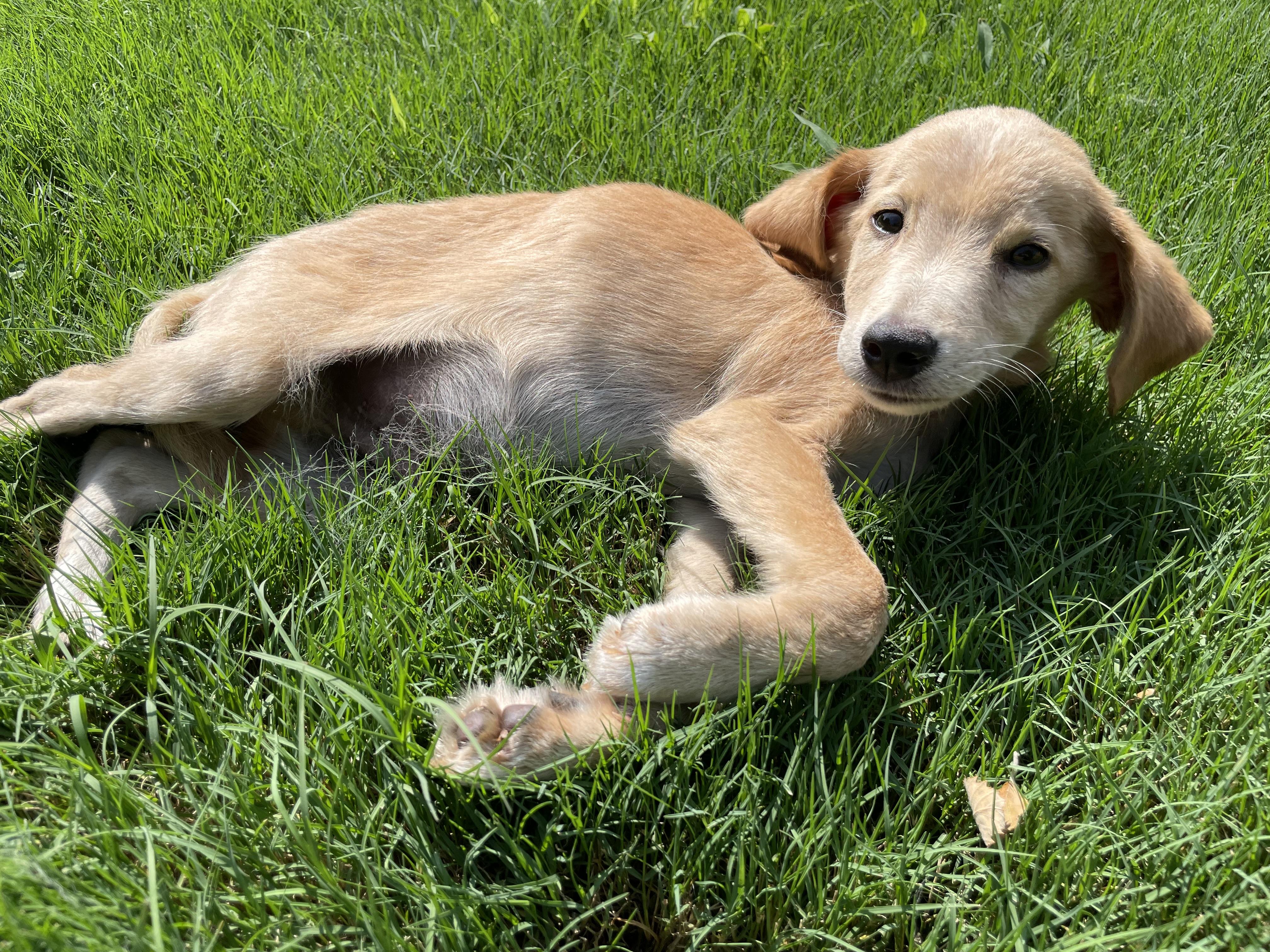 Wheeler, an adopted mixed breed in Richmond, VA image 5/6