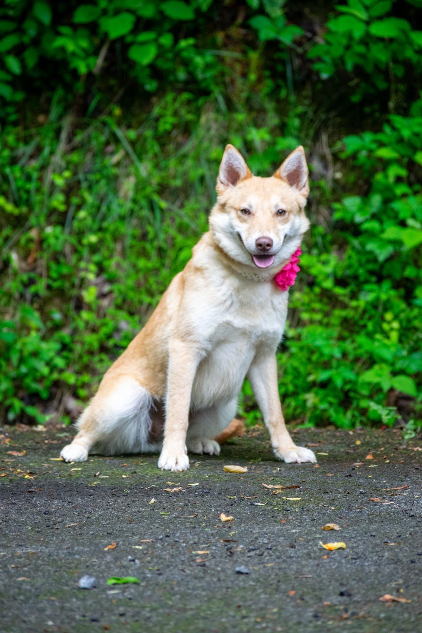 Toast, a ADOPTABLE Shiba Inu in Sevierville, TN image 4/4