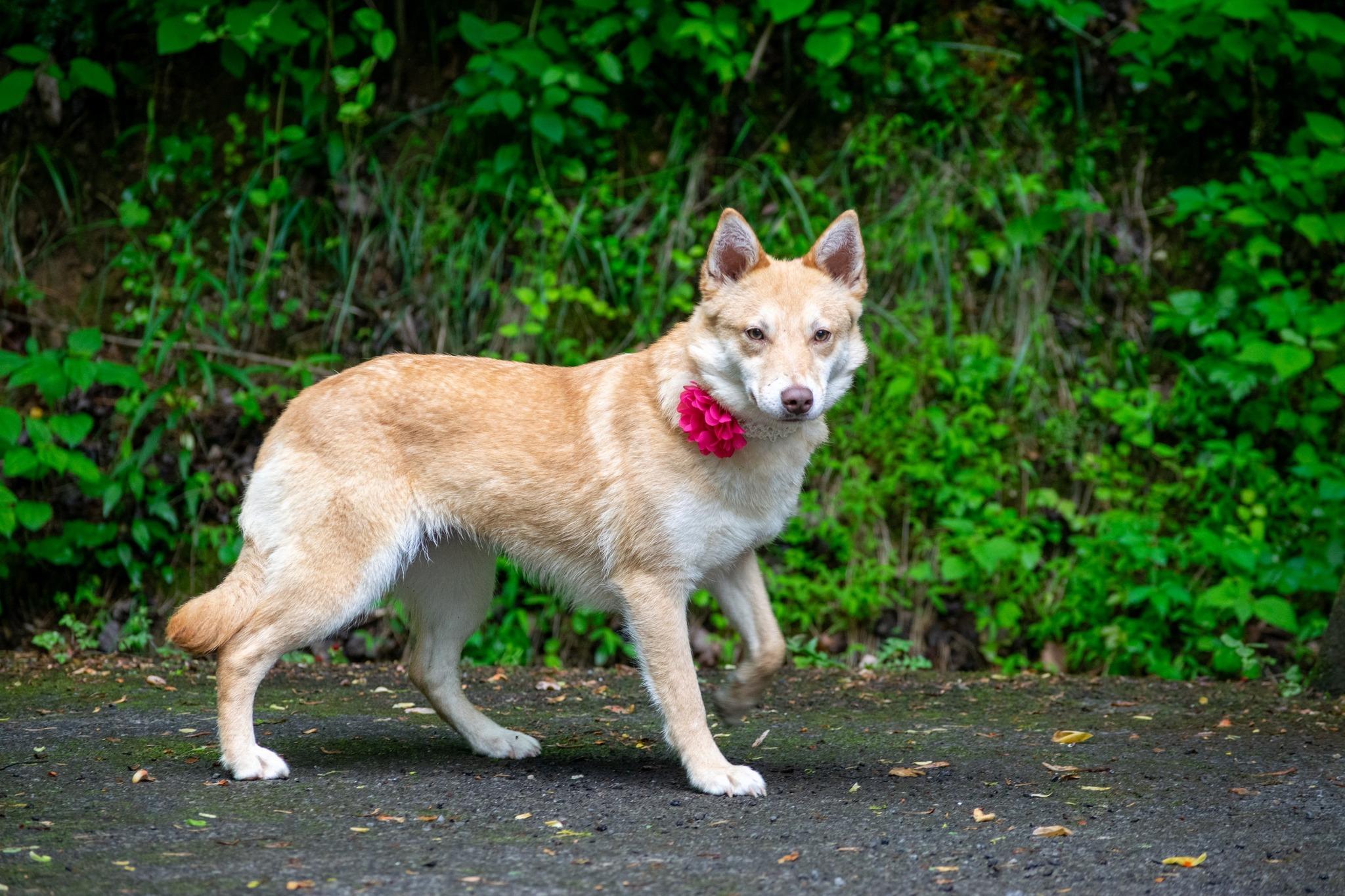 Toast, a ADOPTABLE Shiba Inu in Sevierville, TN image 3/4