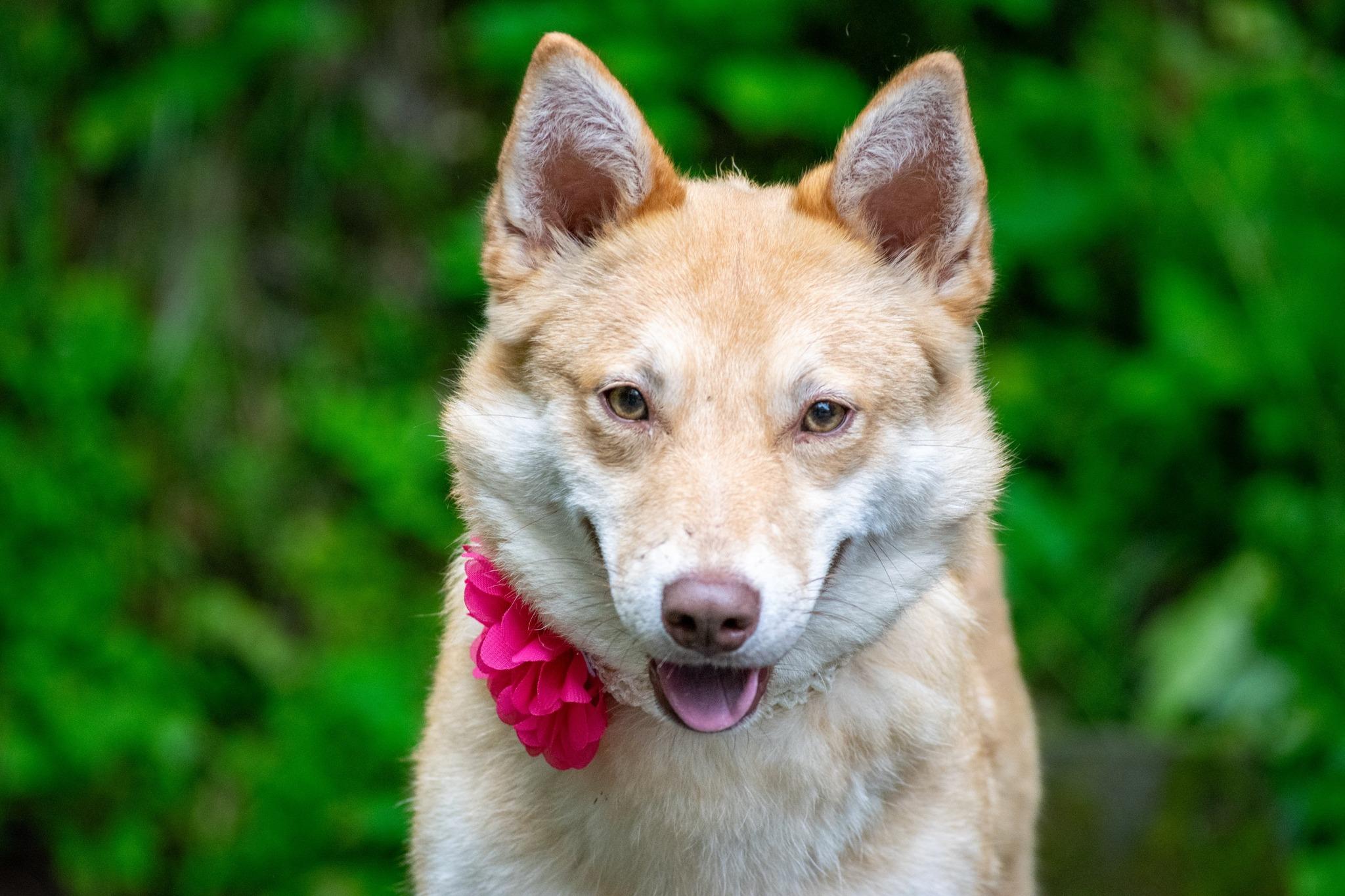 Toast, a ADOPTABLE Shiba Inu in Sevierville, TN image 2/4