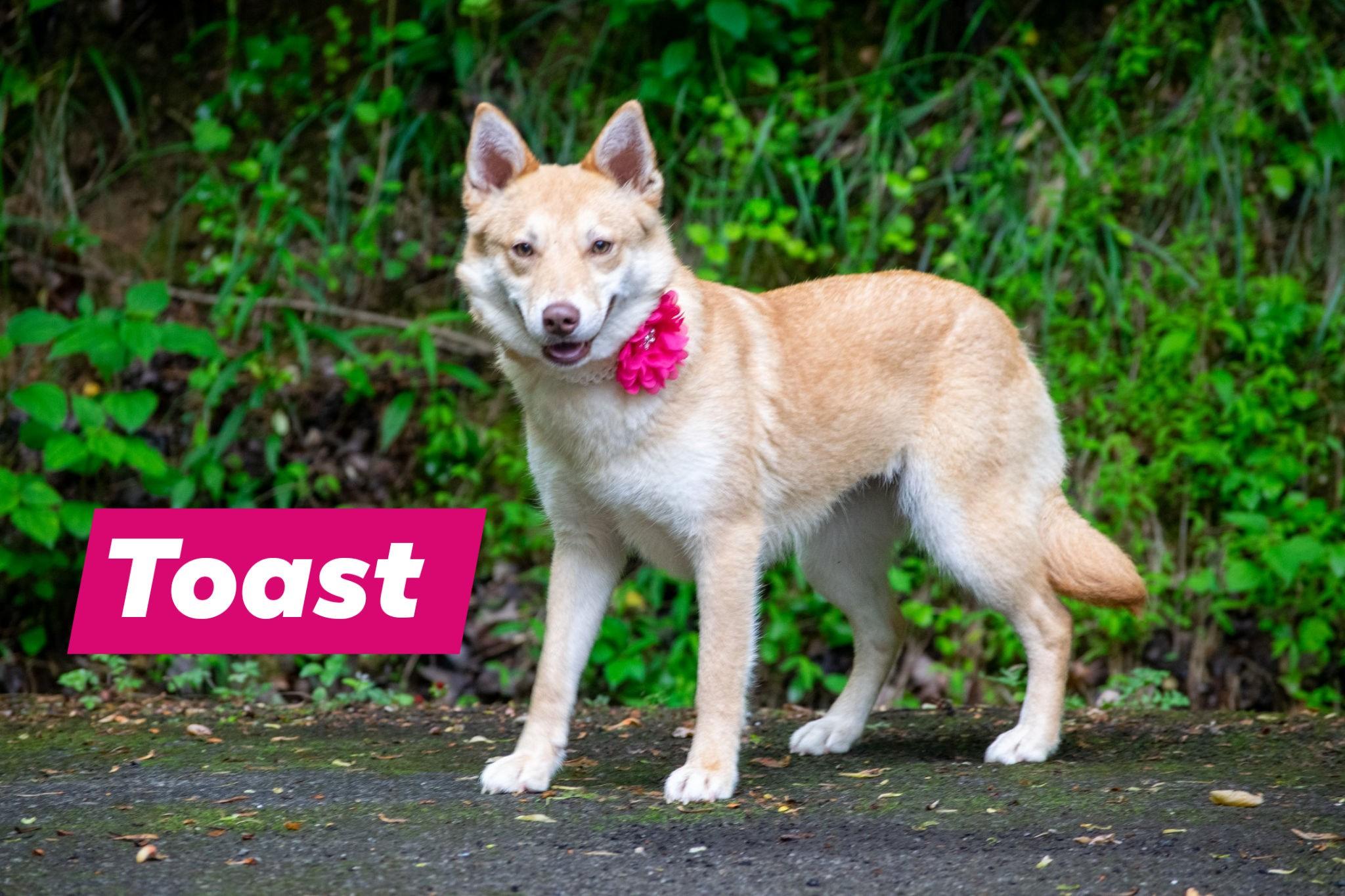 Toast, ADOPTABLE, Young Female Shiba Inu.