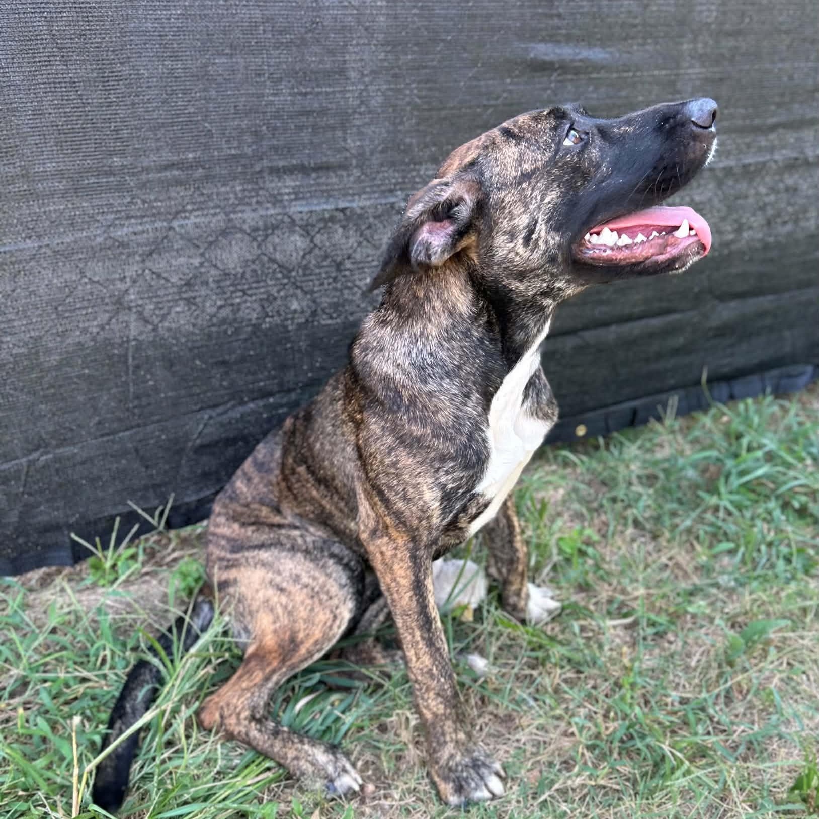 Enlarge Jolene, a Adoptable mixed breed in Manchester, TN image 3/5