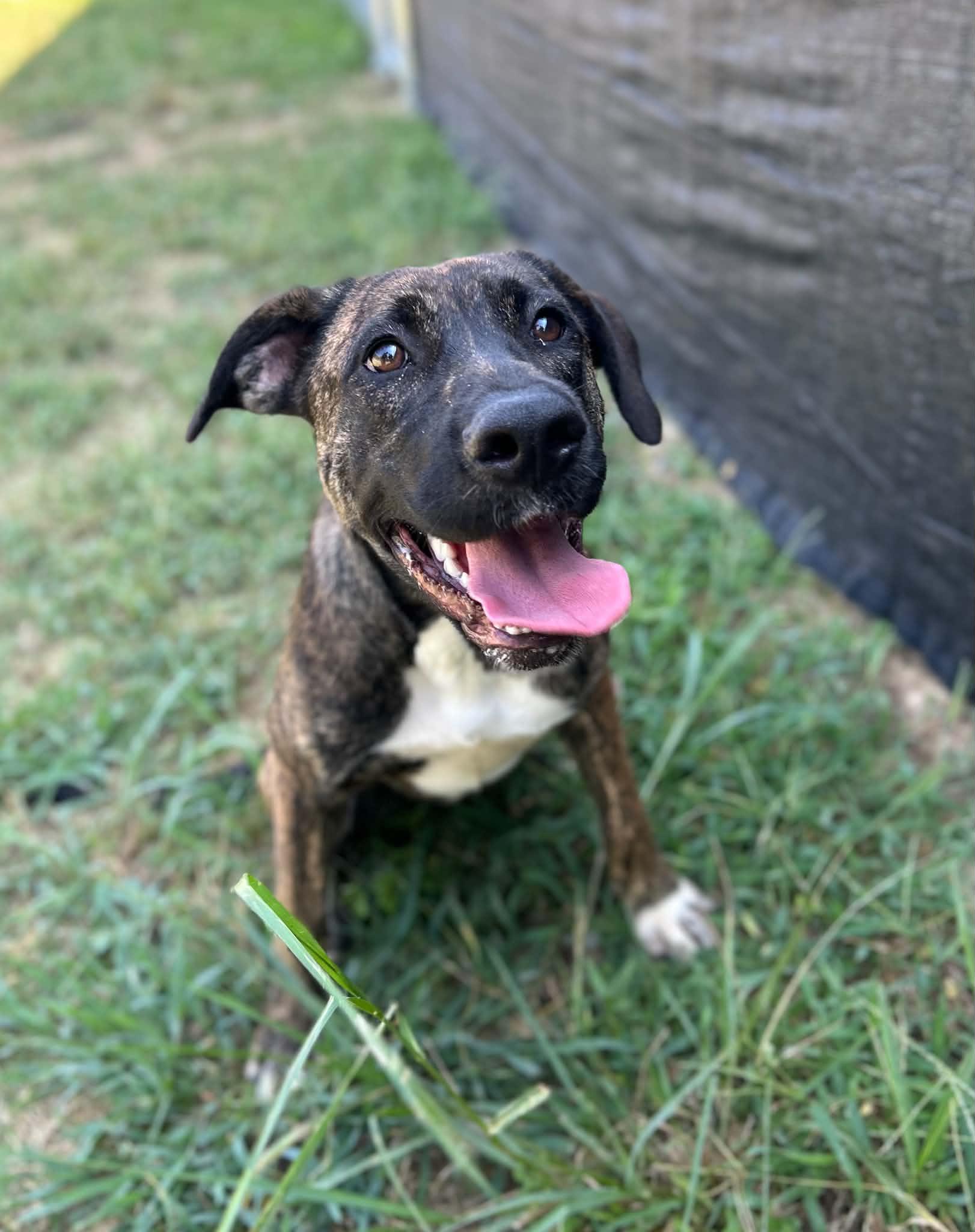 Enlarge Jolene, a Adoptable mixed breed in Manchester, TN image 2/5