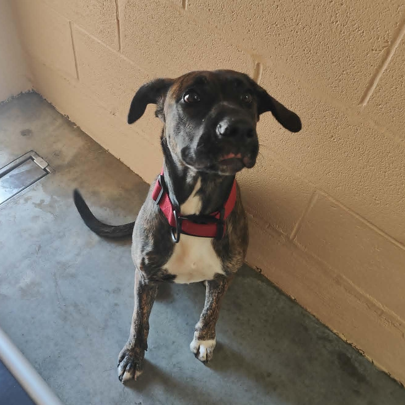 Enlarge Jolene, a Adoptable mixed breed in Manchester, TN image 5/5