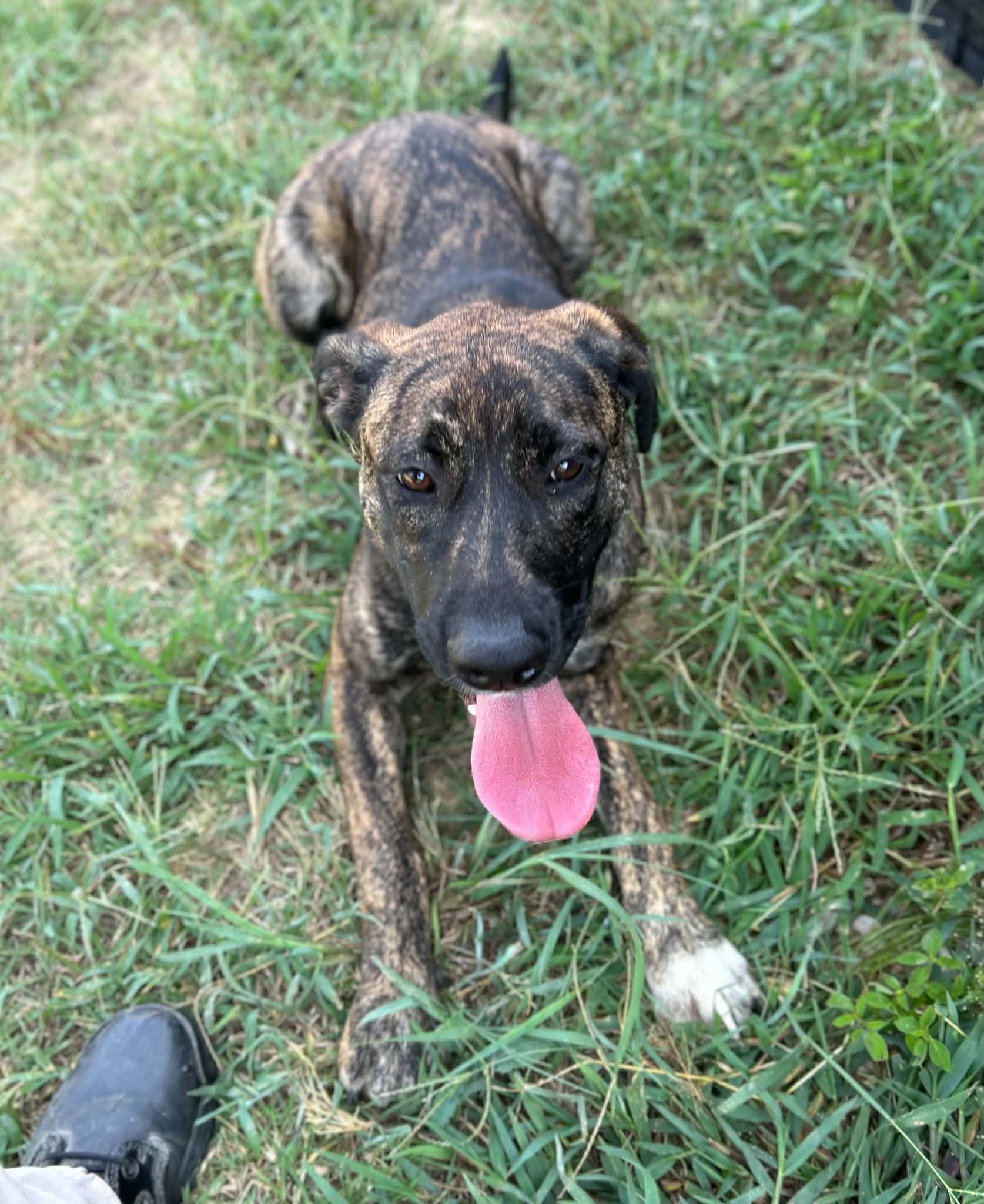 Enlarge Jolene, a Adoptable mixed breed in Manchester, TN image 4/5