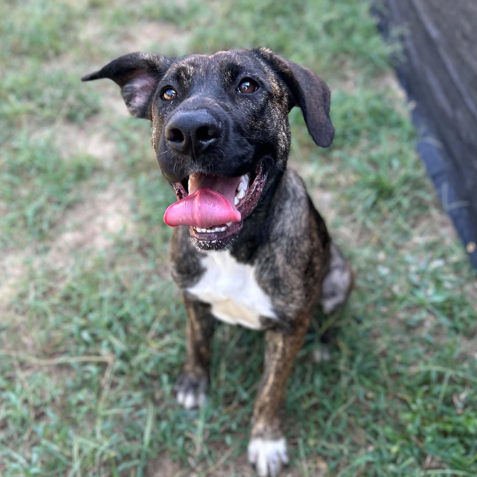 Enlarge Jolene, a Adoptable mixed breed in Manchester, TN image 1/5