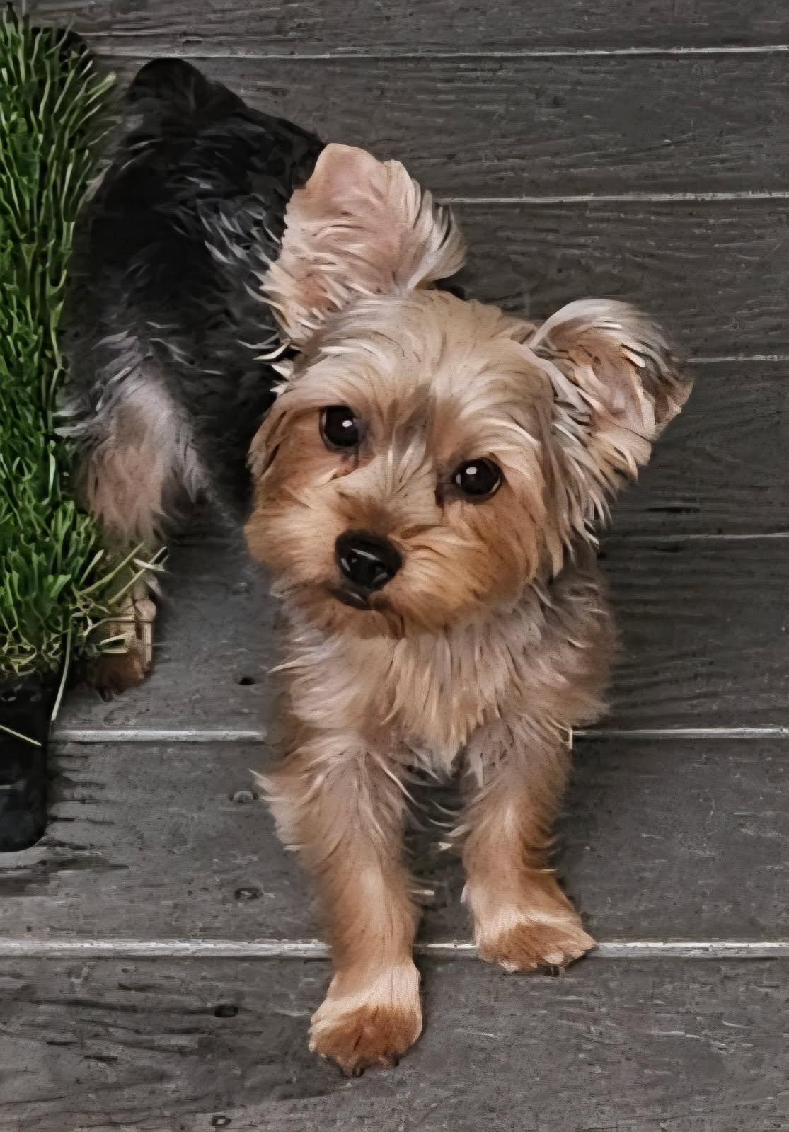 Pearl, Adoptable, Young Female Yorkshire Terrier.