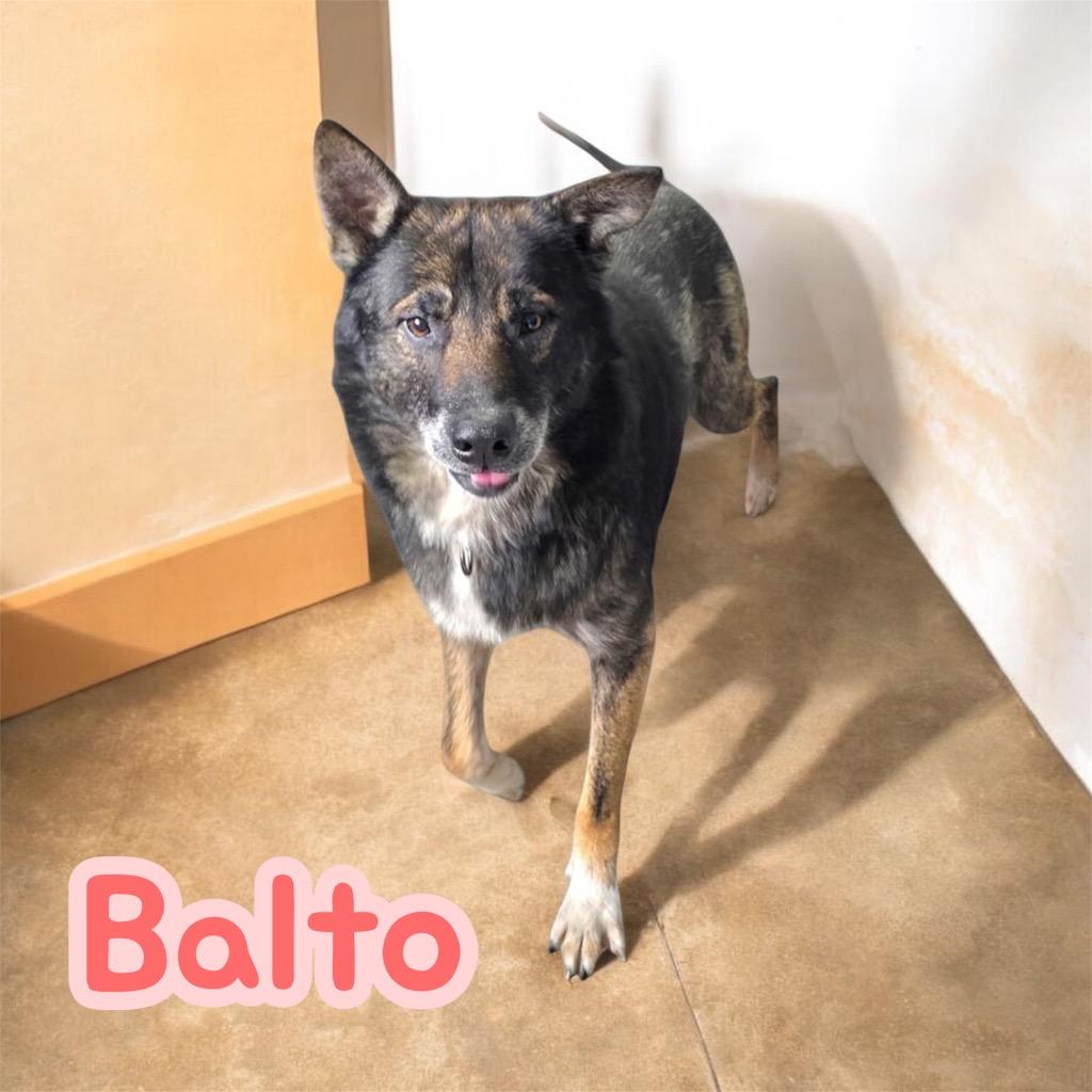 Balto, a Adoptable Shepherd in Camden, TN image 1/2