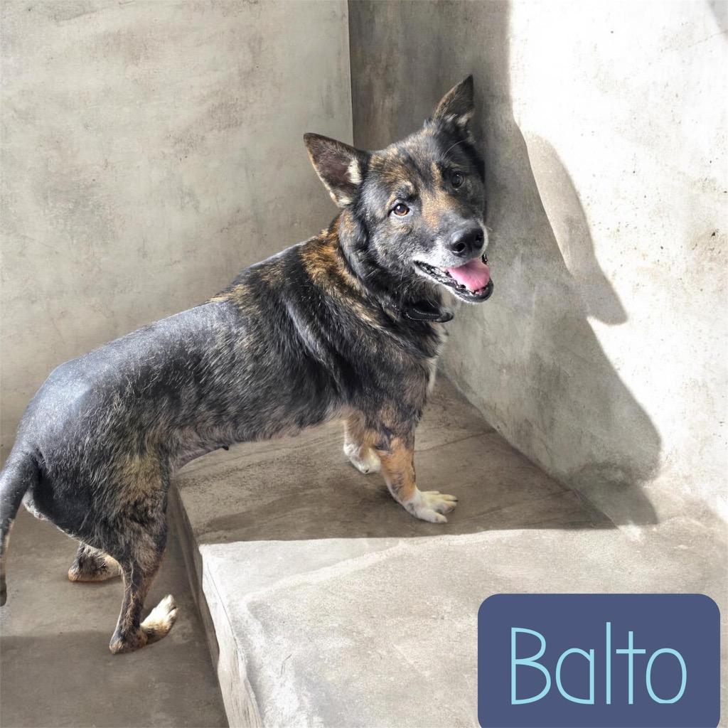 Balto, a Adoptable Shepherd in Camden, TN image 2/2