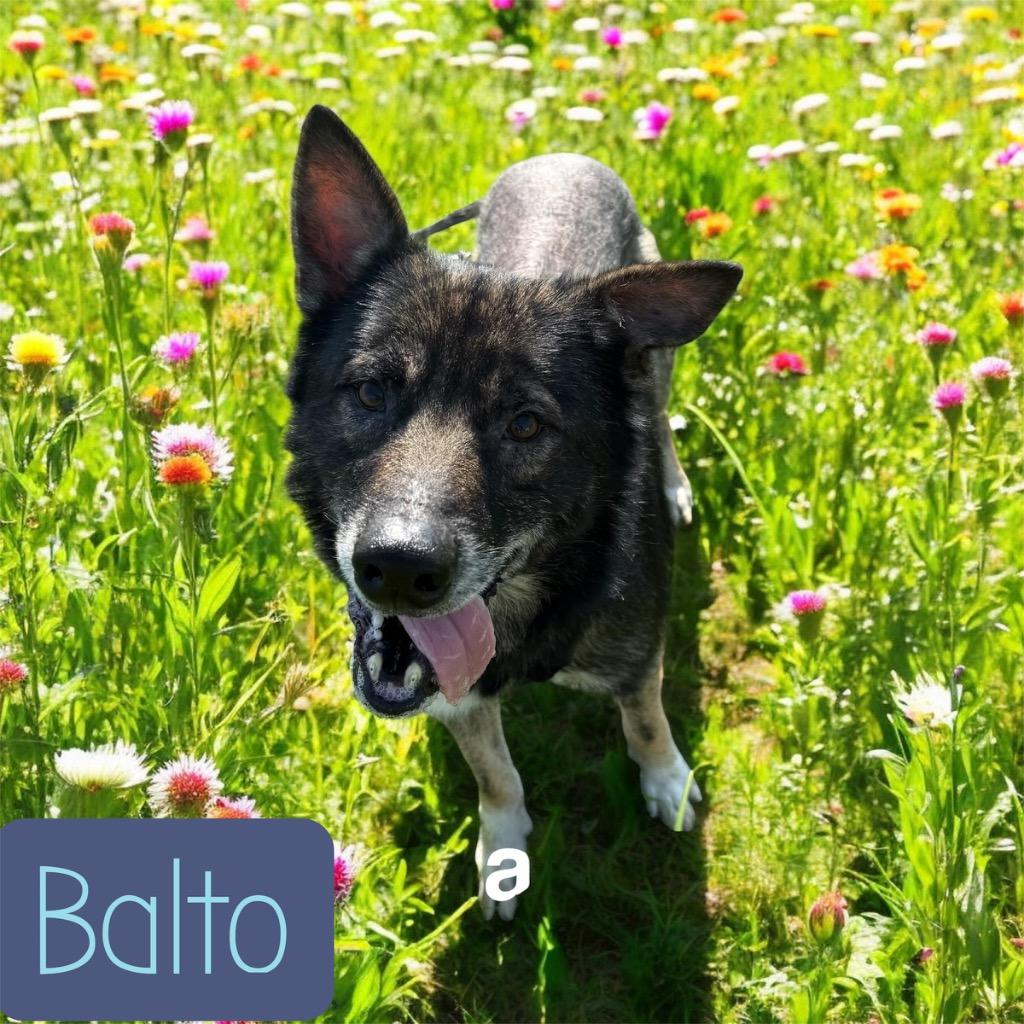 Enlarge Balto, a Adoptable Shepherd in Camden, TN image 1/1