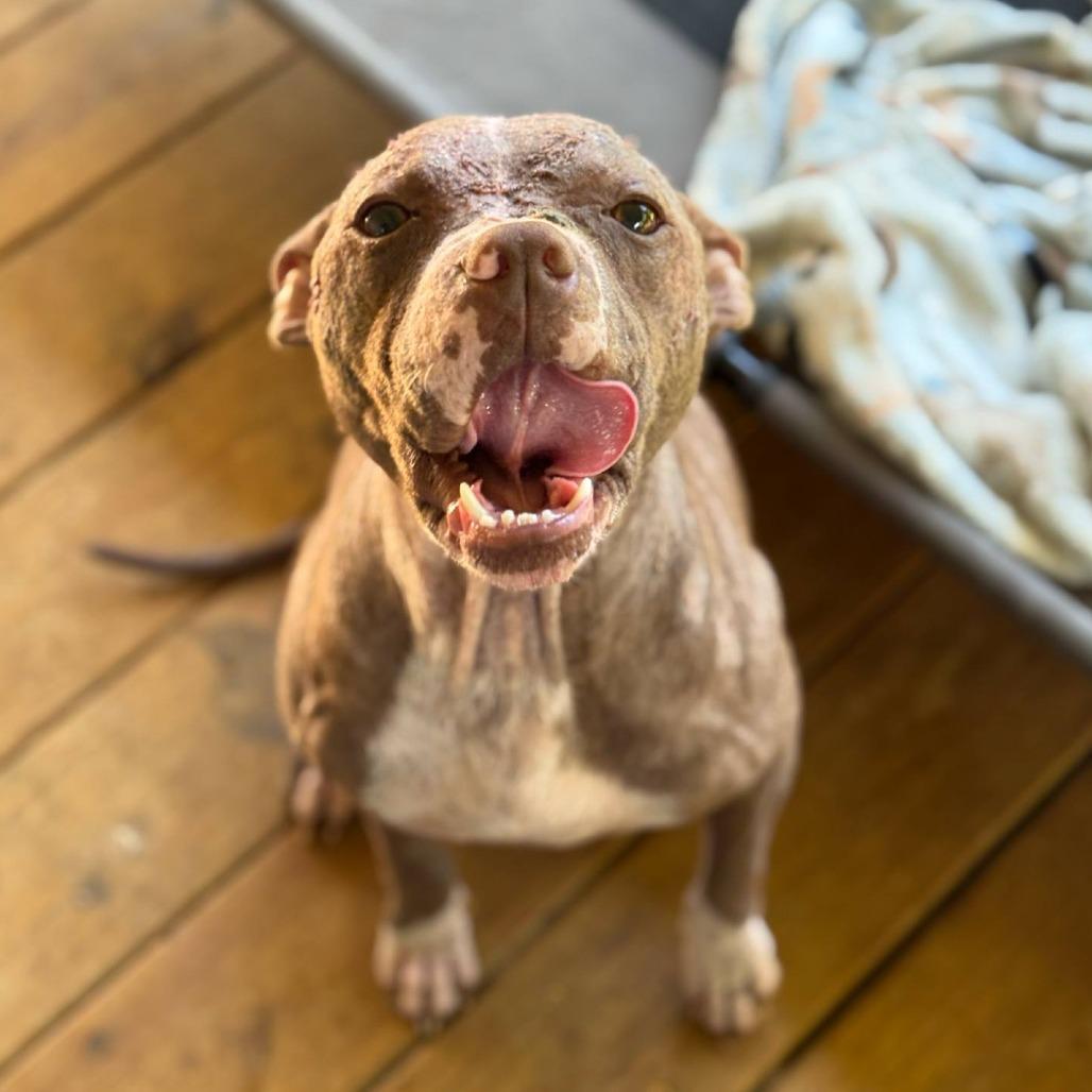 Dobby, Adoptable, Adult Male American Staffordshire Terrier.