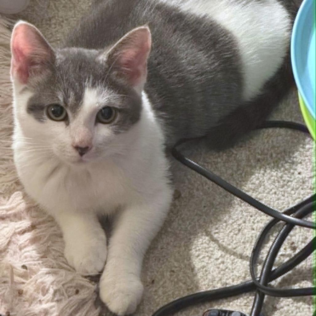 Enlarge Absolute Unit, a Adoptable American Shorthair in Pikesville, MD image 3/6