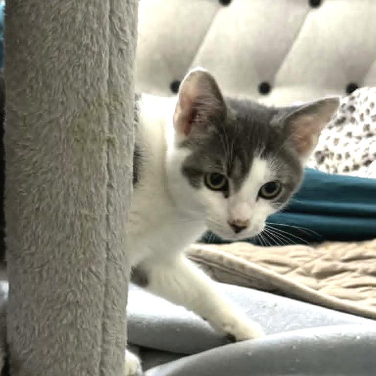 Enlarge Absolute Unit, a Adoptable American Shorthair in Pikesville, MD image 4/6