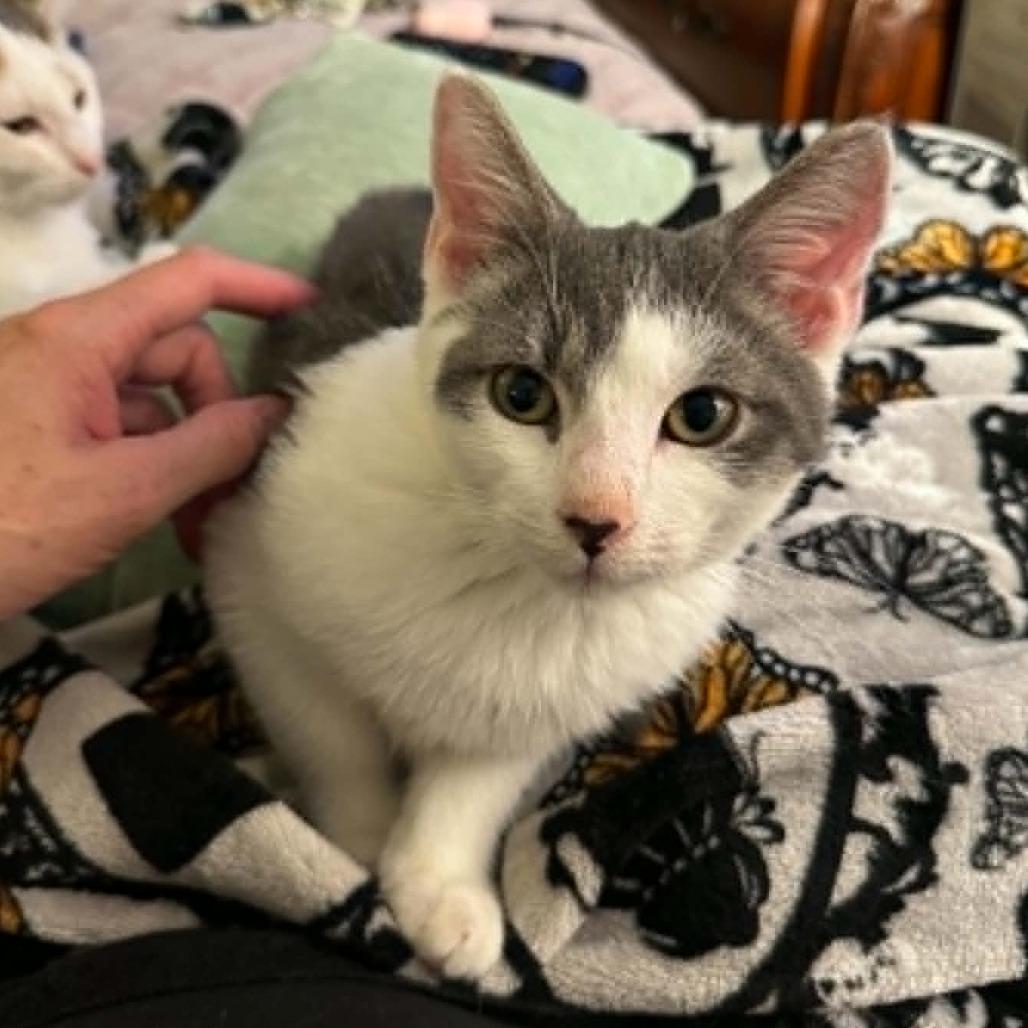Enlarge Absolute Unit, a Adoptable American Shorthair in Pikesville, MD image 5/6