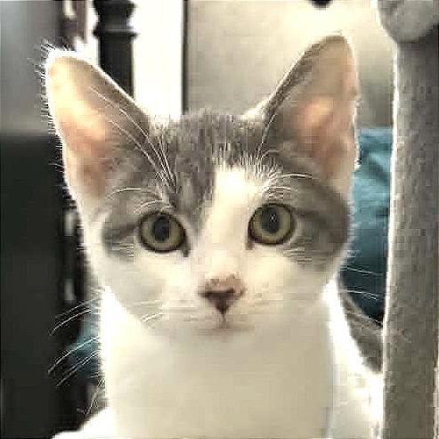 Absolute Unit, Adoptable, Kitten Male American Shorthair.