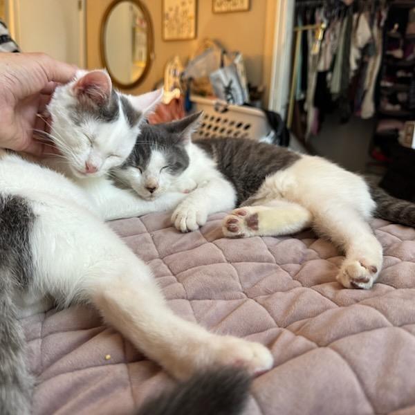 Enlarge Absolute Unit, a Adoptable American Shorthair in Pikesville, MD image 6/6