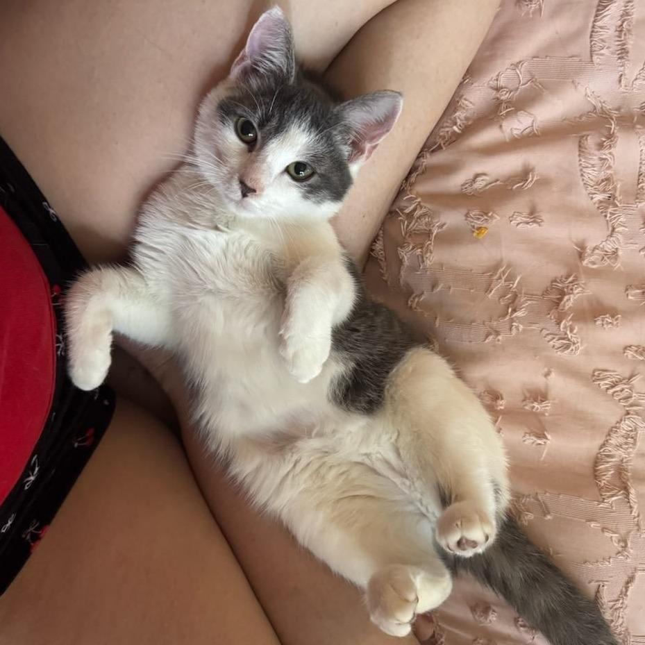 Enlarge Absolute Unit, a Adoptable American Shorthair in Pikesville, MD image 2/6