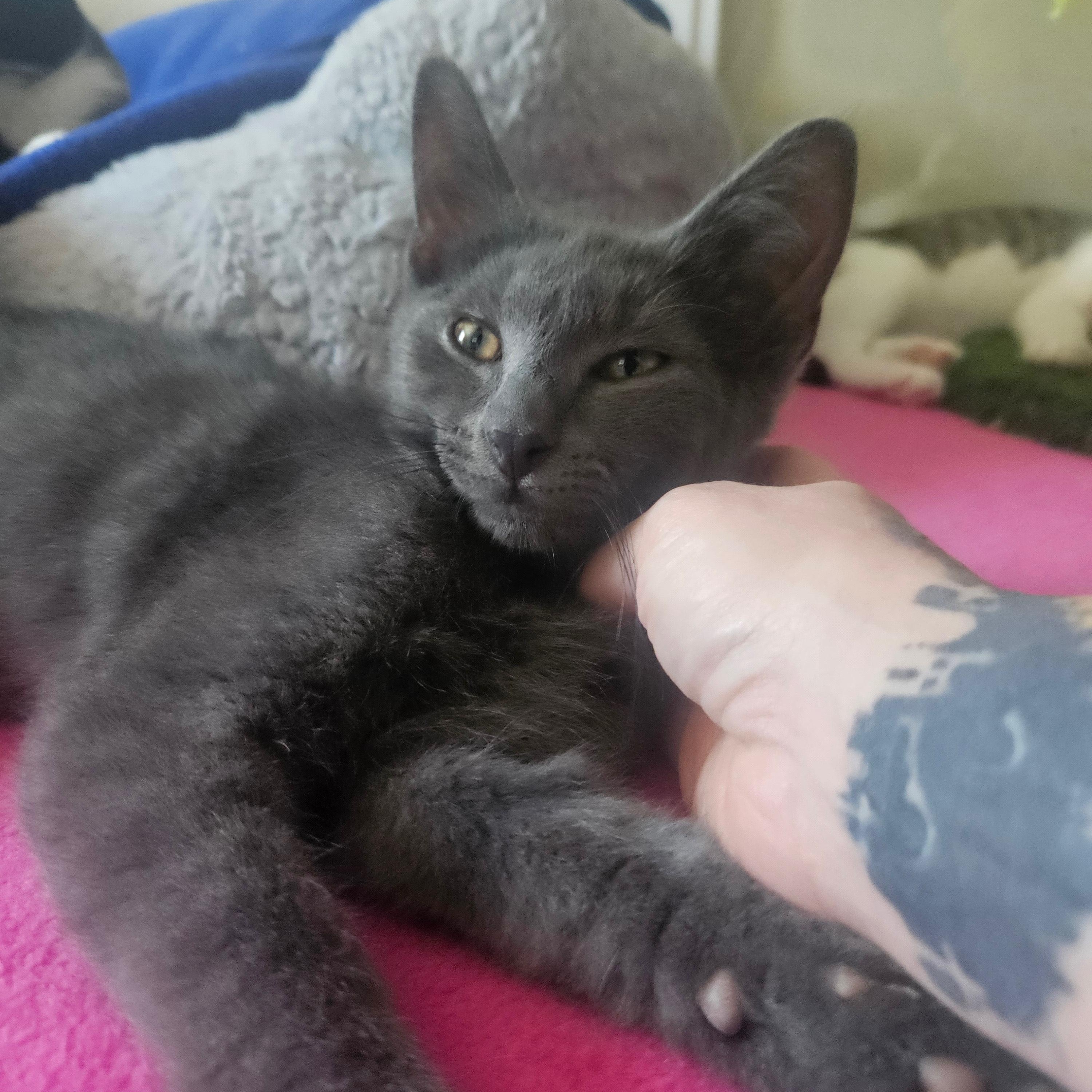 Blue, Adoptable, Young Male Domestic Short Hair.