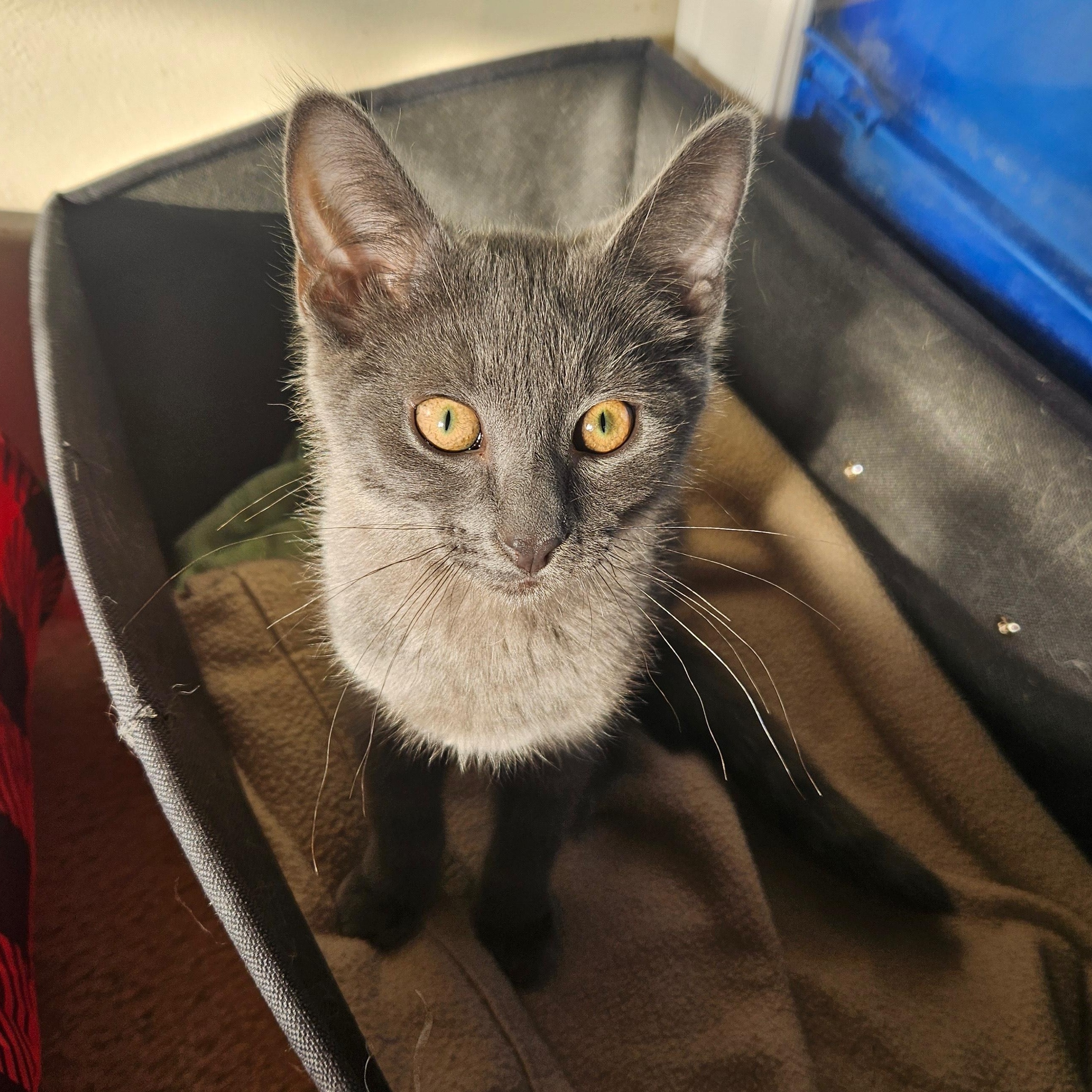 Blue, a Adoptable Domestic Short Hair in Richmond, VA image 2/2