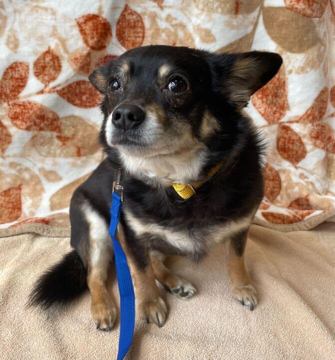 Enlarge Remi, a ADOPTABLE mixed breed in Jackson, MI image 3/6