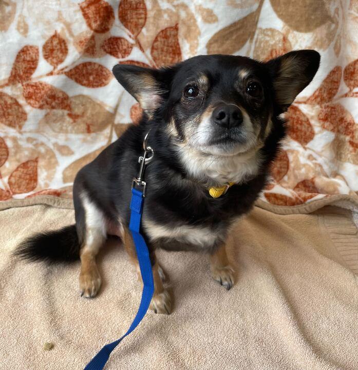 Enlarge Remi, a ADOPTABLE mixed breed in Jackson, MI image 5/6