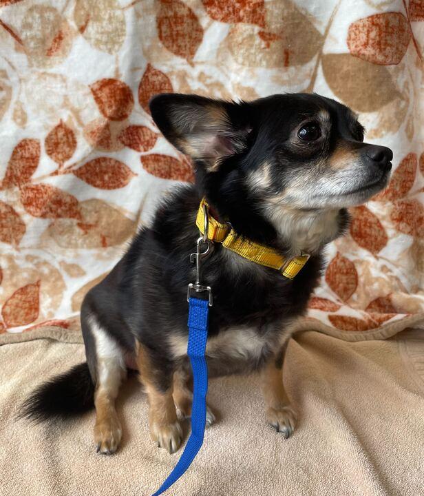 Enlarge Remi, a ADOPTABLE mixed breed in Jackson, MI image 2/6