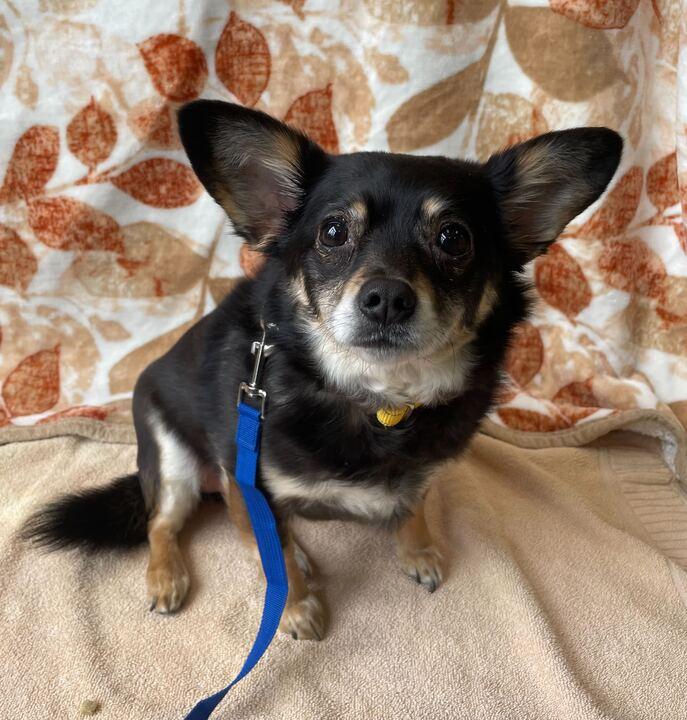 Enlarge Remi, a ADOPTABLE mixed breed in Jackson, MI image 4/6