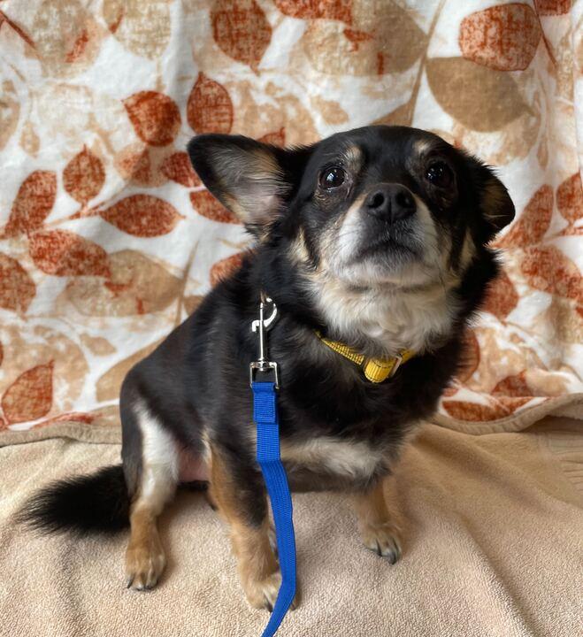 Enlarge Remi, a ADOPTABLE mixed breed in Jackson, MI image 1/6