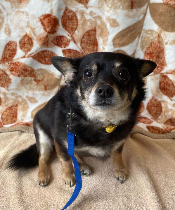 Enlarge Remi, a ADOPTABLE mixed breed in Jackson, MI image 6/6