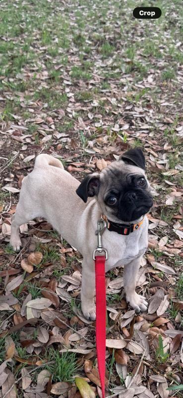 Dulce Austin, an adopted Pug in Austin, TX image 4/4