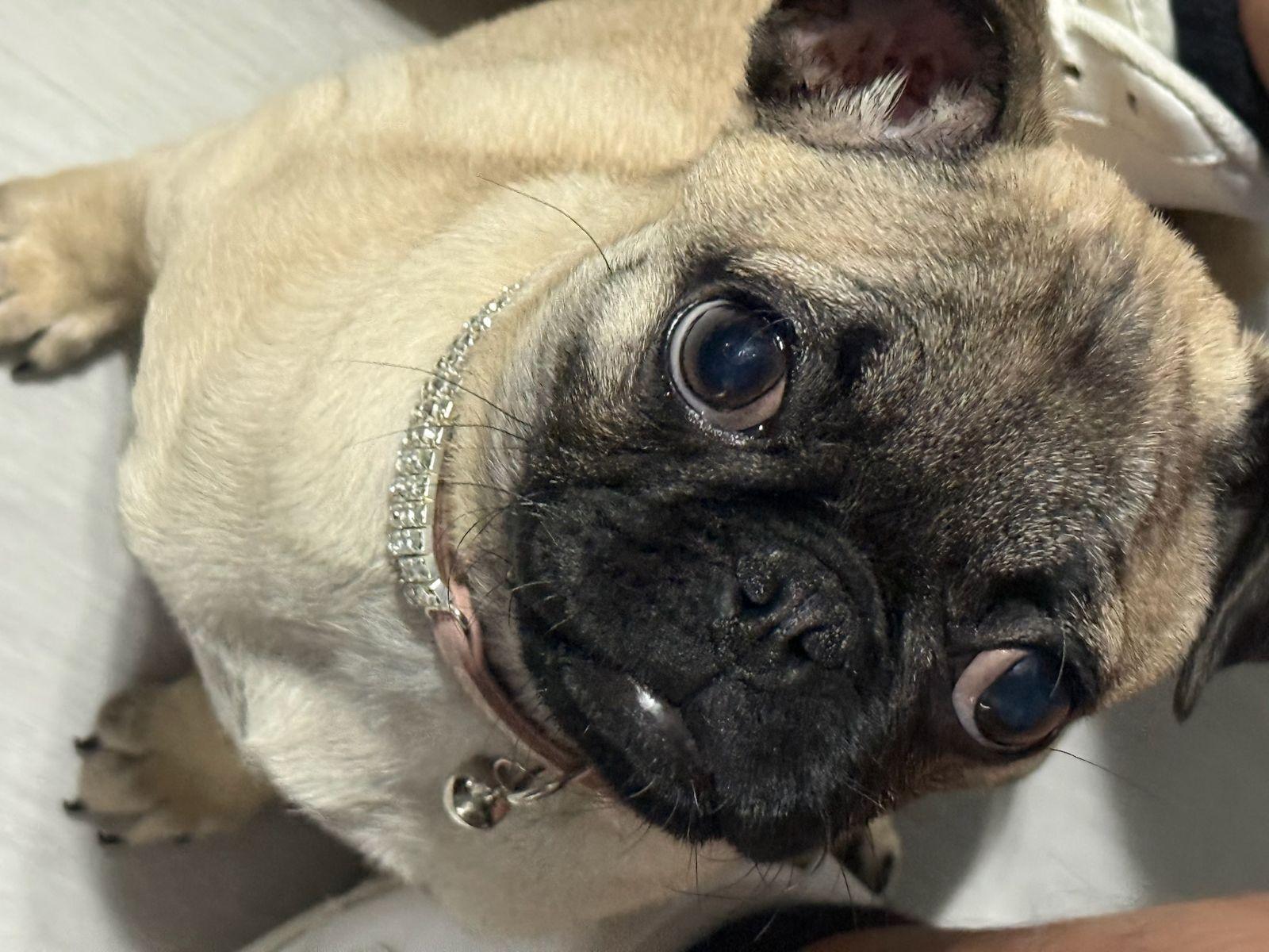 Dulce Austin, an adopted Pug in Austin, TX image 3/4