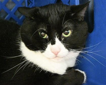 Little Munchie, Adoptable, Adult Male Domestic Short Hair.